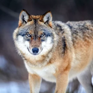 Unraveling the Mythos: The Truth About Wolf Behavior